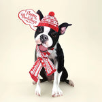 Holiday Boston Terrier Pop-Up Card FreshCut Paper