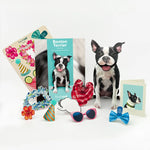 Boston Terrier Pop-Up Pup with accessories