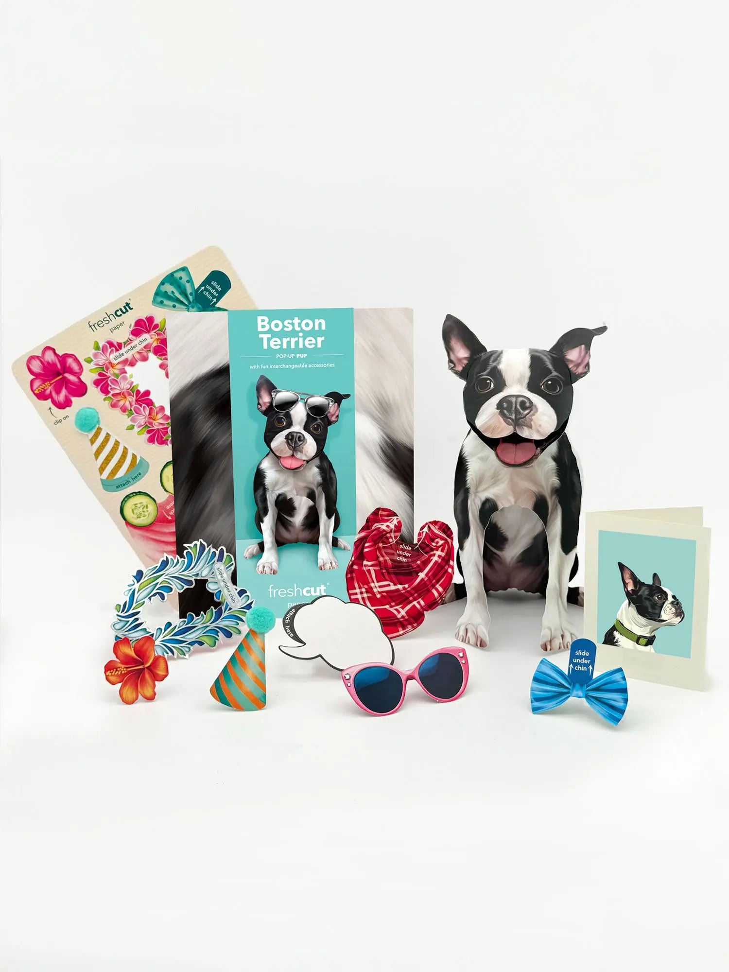 Boston Terrier Pop-Up Pup with accessories