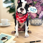 FreshCut Paper pop-up Boston Terrier card  wearing a red bandana sitting on a wooden floor with a cup and card in the background.