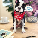 FreshCut Paper pop-up Boston Terrier card  wearing a red bandana sitting on a wooden floor with a cup and card in the background.