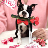 Valentine's Day Boston Terrier Pop-Up Card