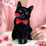 Valentine's Day Black Cat Pop-Up Card