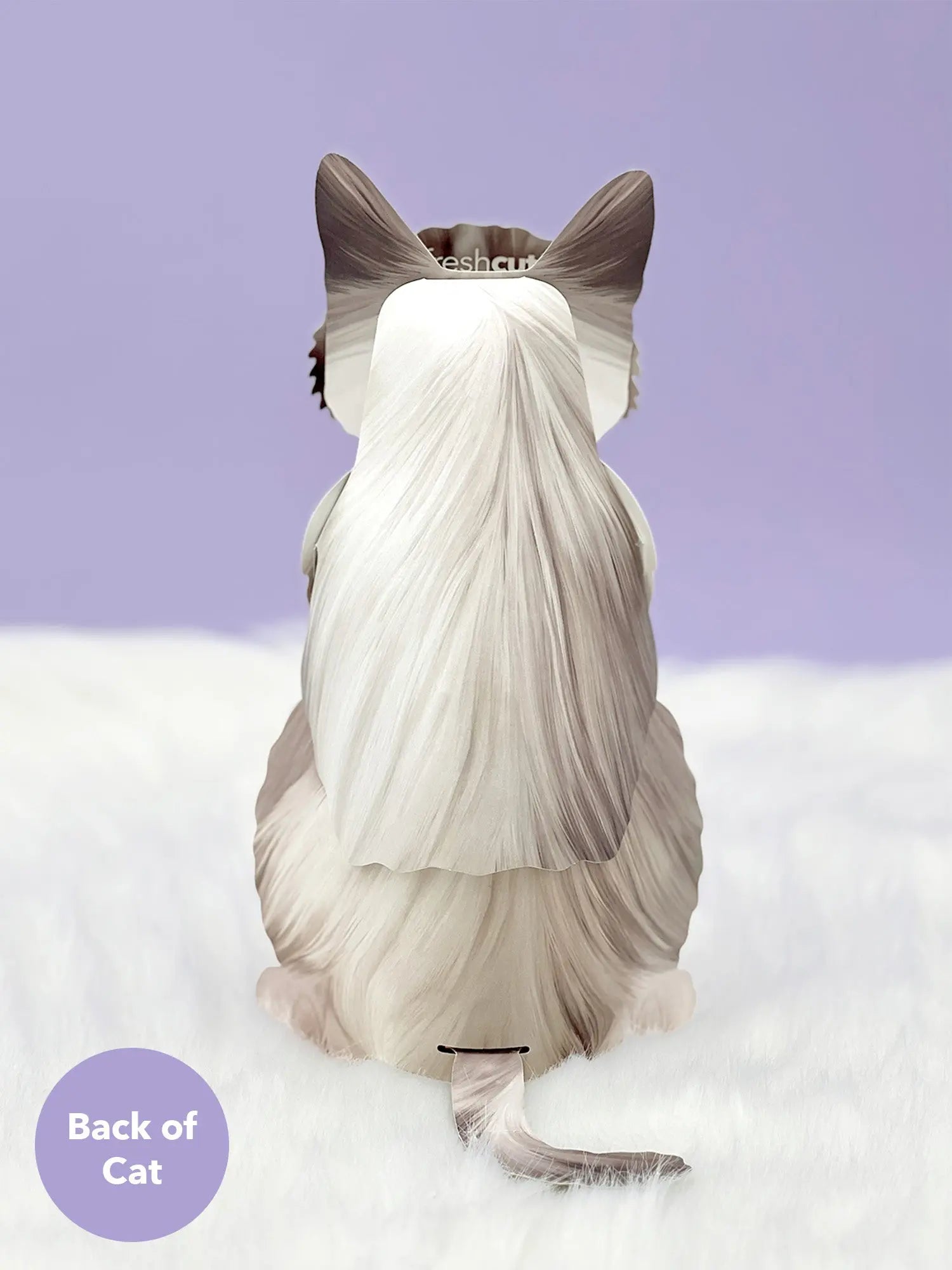 Back of Ragdoll Pop-Up Cat