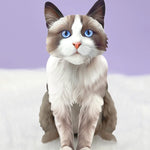 Ragdoll Pop-Up Cat