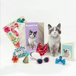 Ragdoll Pop-Up Cat with notecard and accessories
