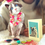 Ragdoll Pop-Up Cat with accessories