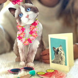 Ragdoll Pop-Up Cat with accessories