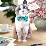 Freshcut paper Ragdoll cat pop-up card on desk