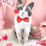 Valentine's Day Ragdoll Cat Pop-Up Card