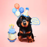 Birthday Dachshund Pop-Up Card FreshCut Paper