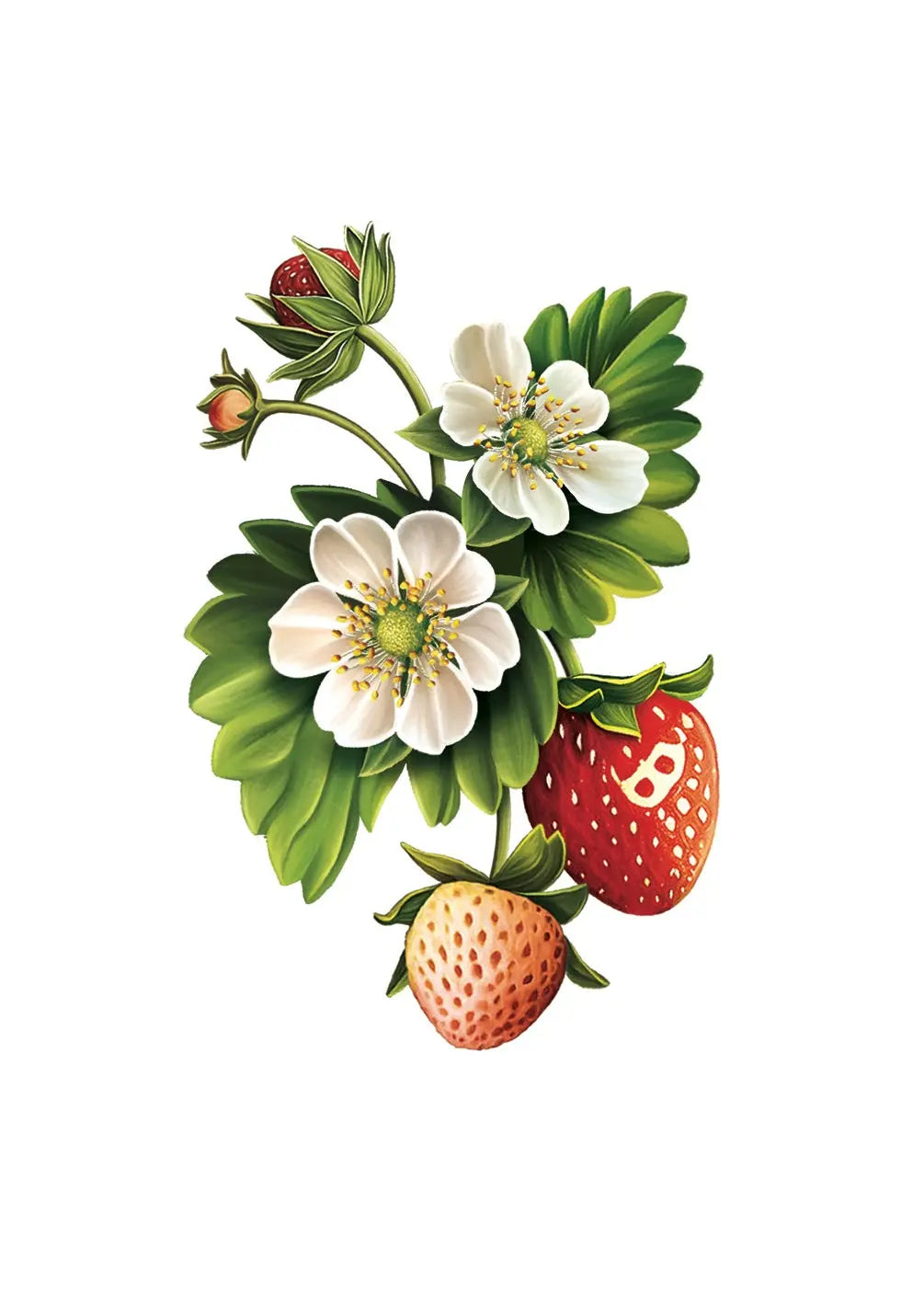 Strawberry Blossom Card - FreshCut Paper