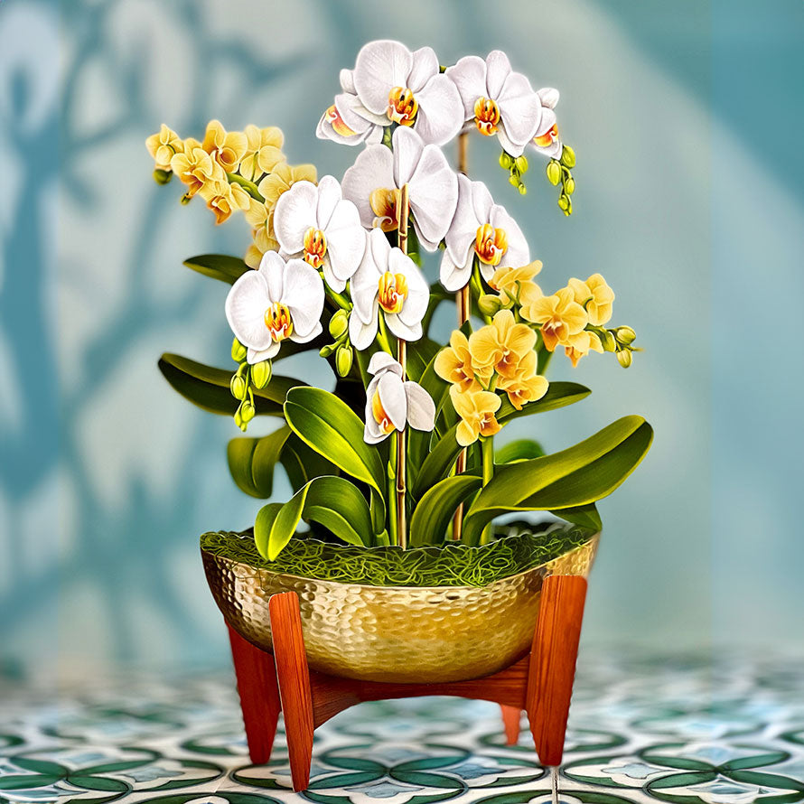https://www.freshcutpaper.com/cdn/shop/files/3727_serentiy_orchid-Popup_Blooms_Sq.jpg?v=1702662899&width=900