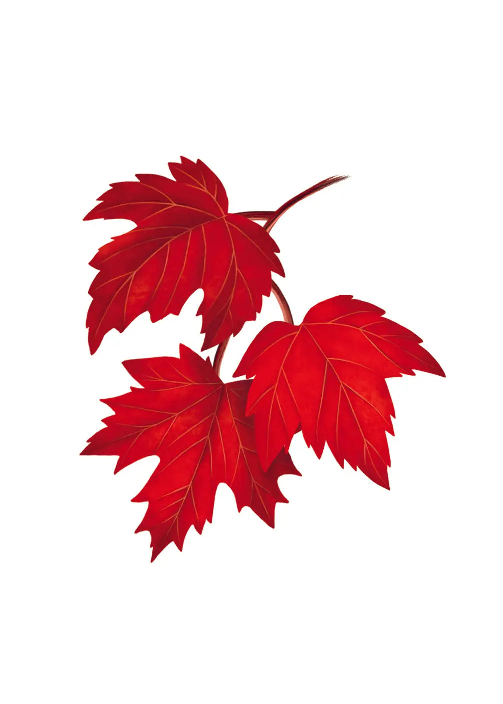 Red Maple Tree Card - FreshCut Paper