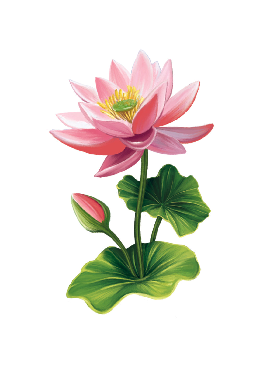 Sweetheart Swans Card