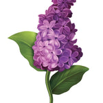 Grande Garden Lilacs Card - FreshCut Paper