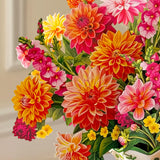 Grande Dahlia Sunrise