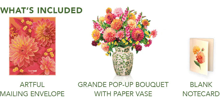 Grande Dahlia Sunrise