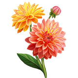 Dahlia Sunrise Card