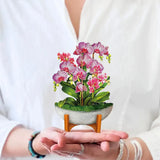 Mini Orchid Oasis