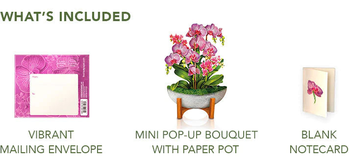 Mini Orchid Oasis