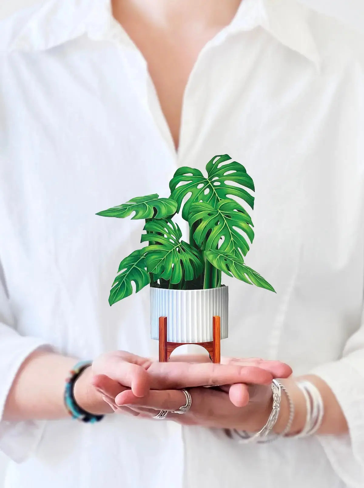 Mini Monstera Tree