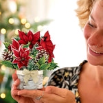 Mini Birch Poinsettia with Model