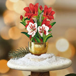 Mini Scarlet Amaryllis