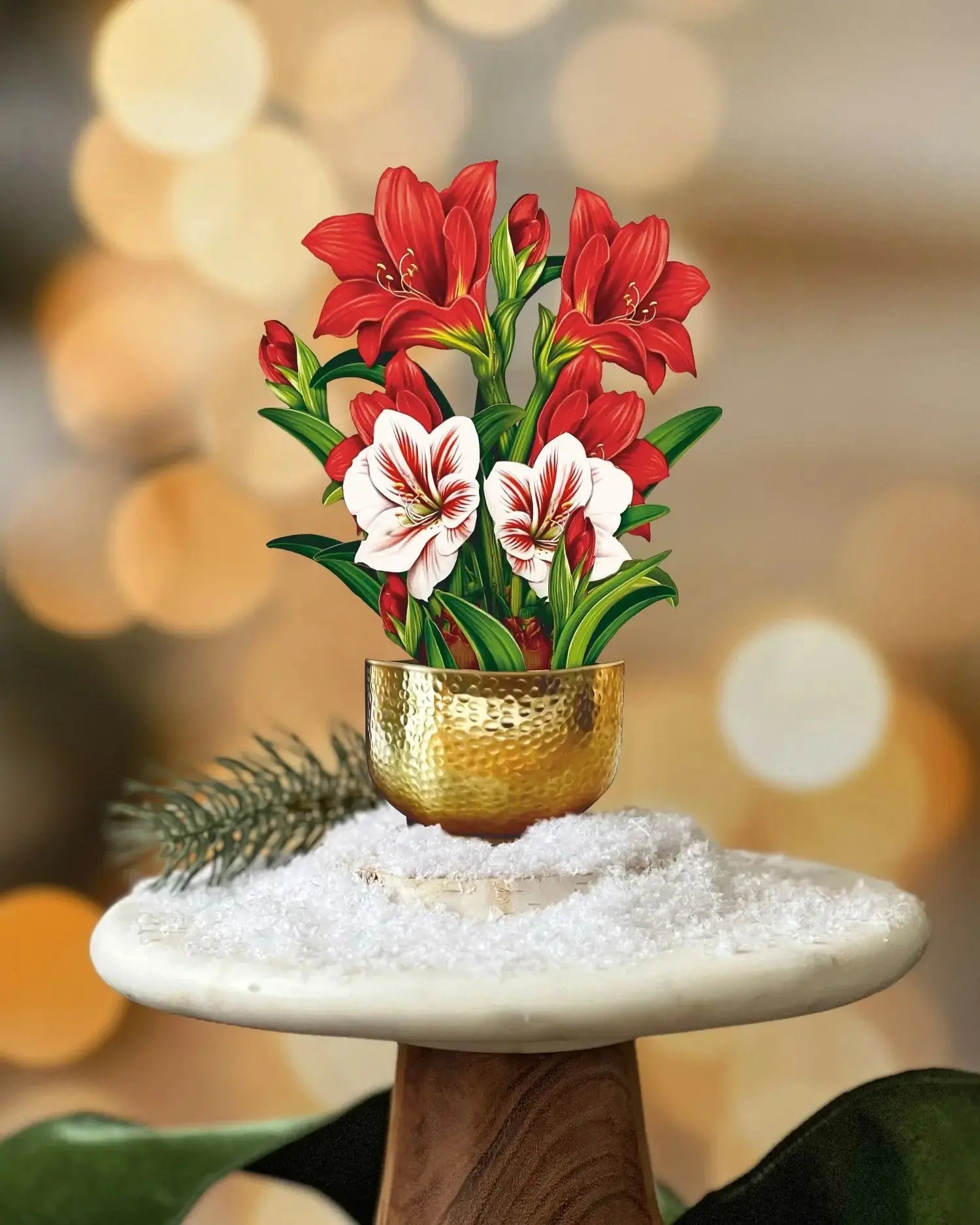Mini Scarlet Amaryllis