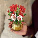 Mini Scarlet Amaryllis with Model