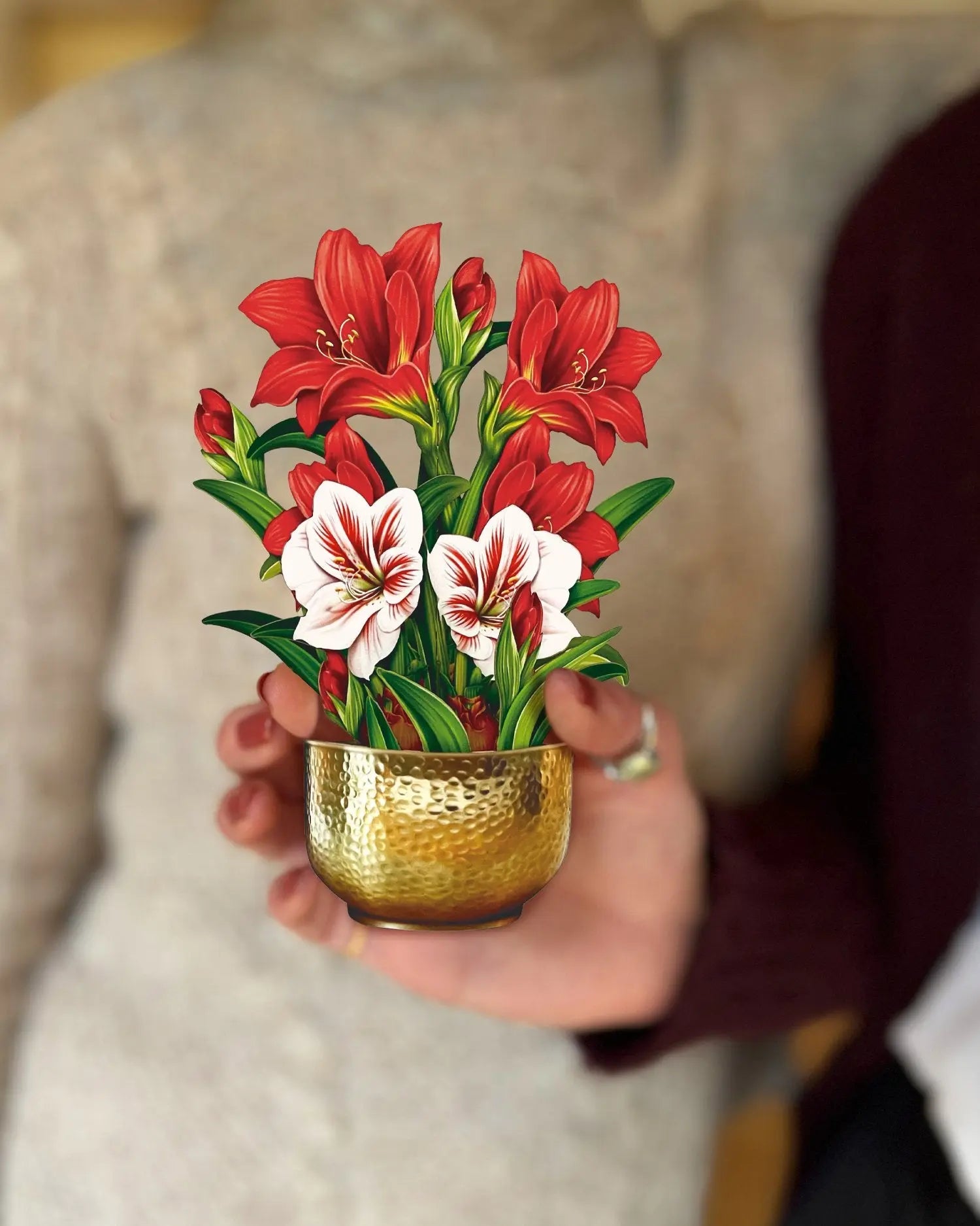 Mini Scarlet Amaryllis with Model