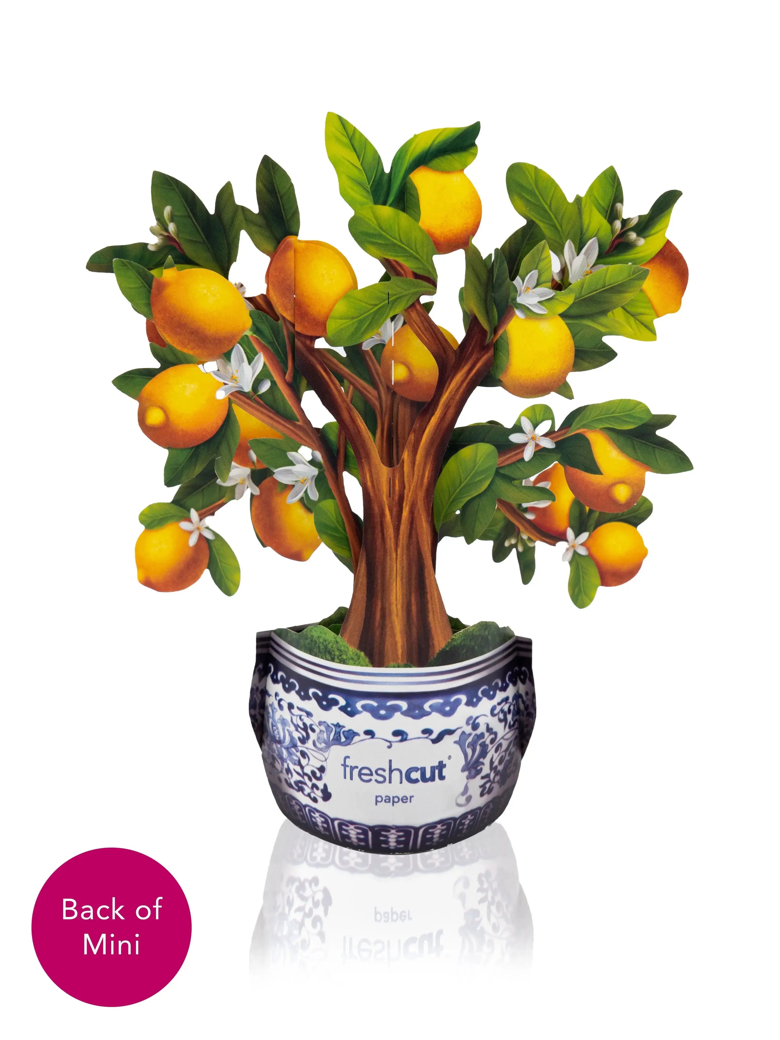 Mini Lemon Tree with White Blossom