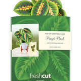 Mini Prayer Plant with Envelope