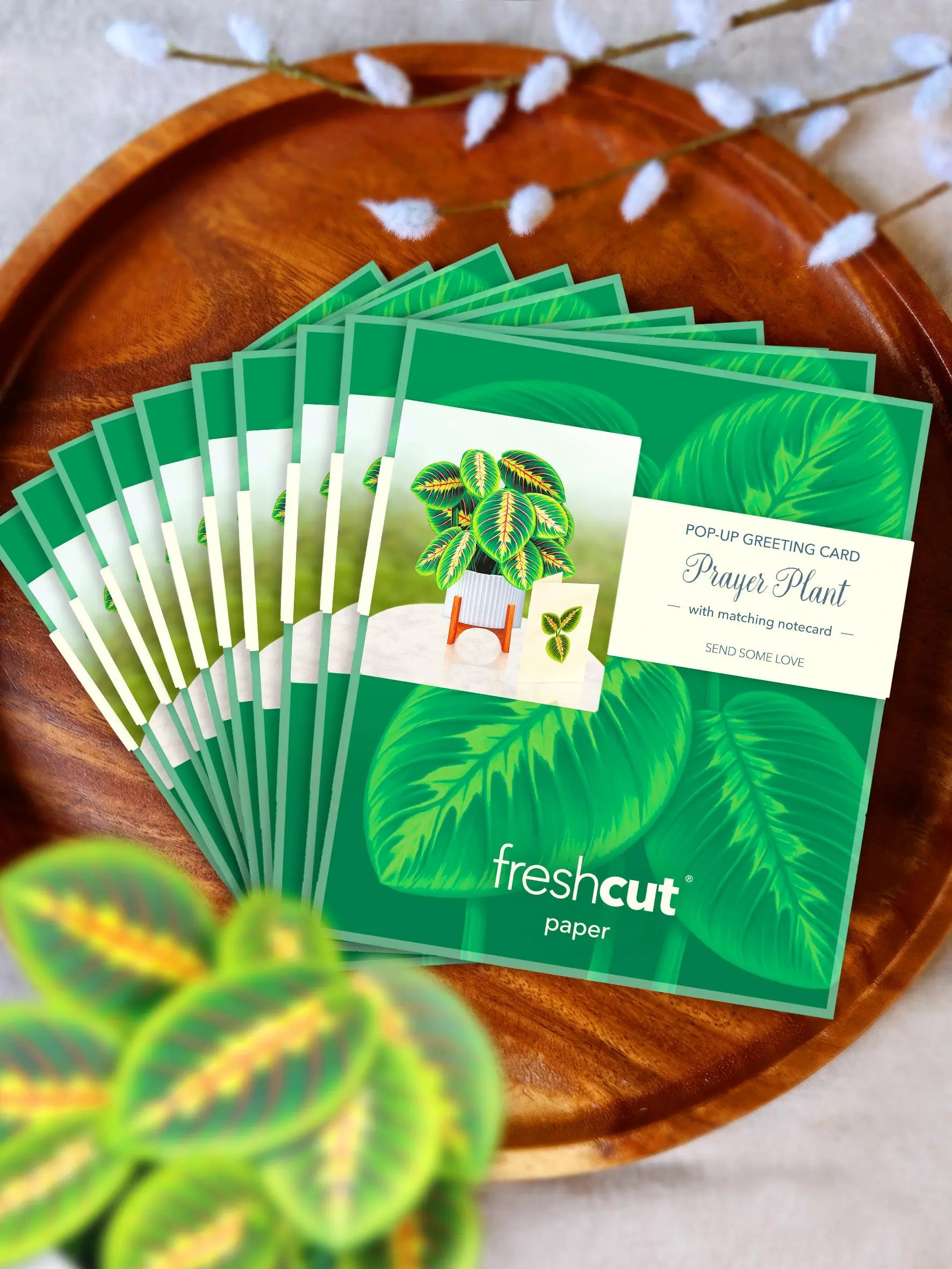 Mini Prayer Plant Pop-Up Card FreshCut Paper