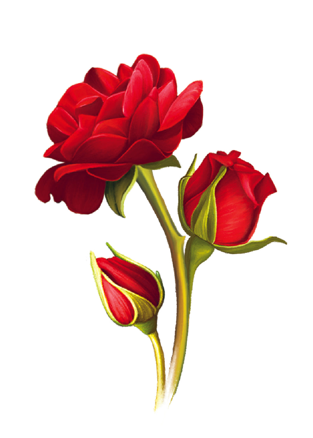 Grande Blooming Roses Card