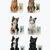 Complete Cat Collection