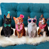 Complete Cat Collection