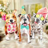 Best In Show Collection