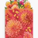 Dahlia Sunrise