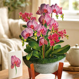Orchid Oasis