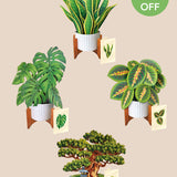 Classic Houseplants Bundle