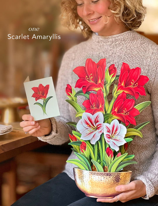 Bundle includes one Scarlet Amaryllis bouquet