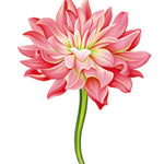 Dahlia Card - FreshCut Paper
