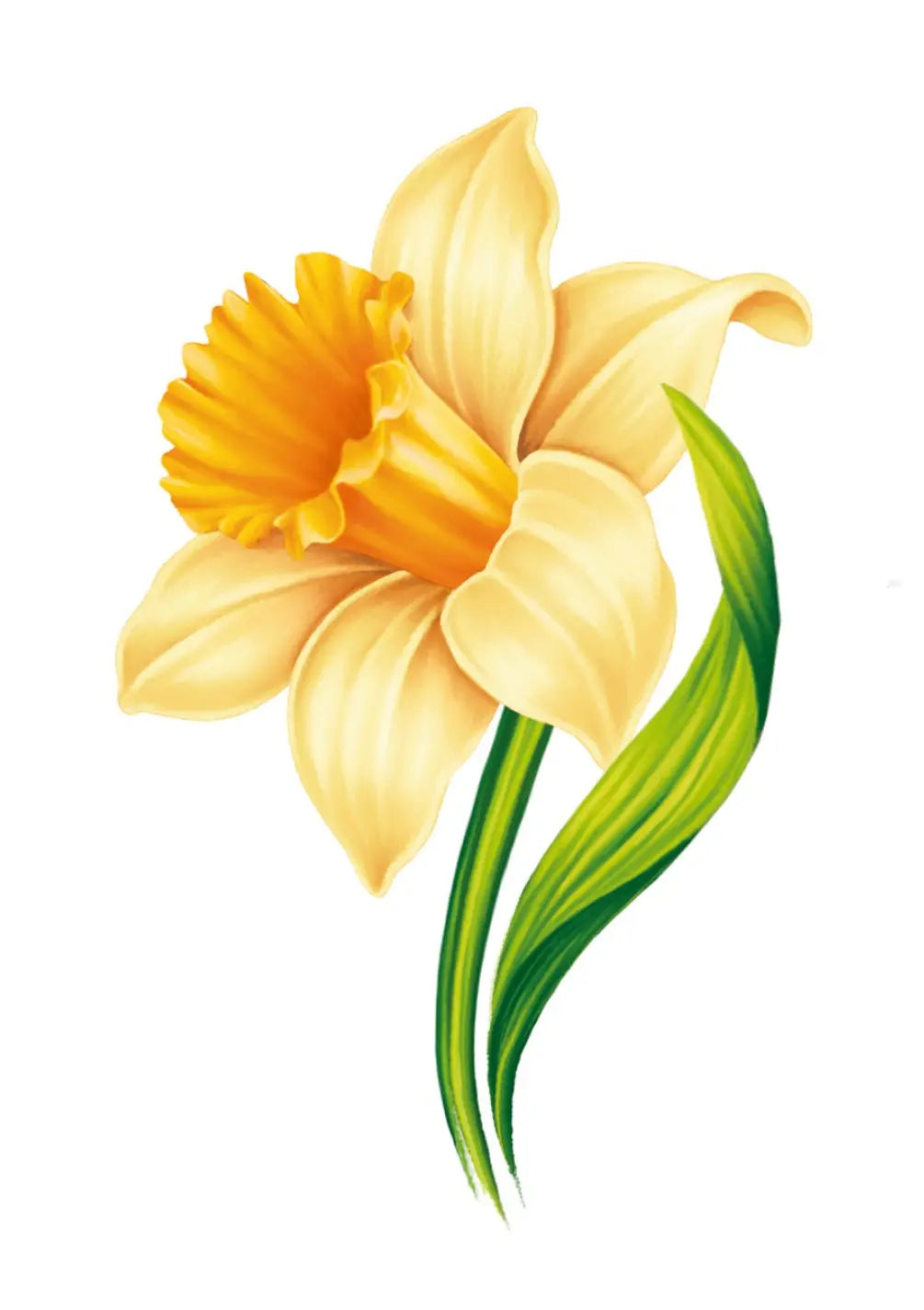 English Daffodil Card - FreshCut Paper