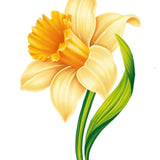 English Daffodil Card - FreshCut Paper