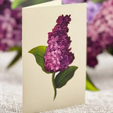 Garden Lilacs