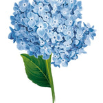 Hydrangea Card - FreshCut Paper
