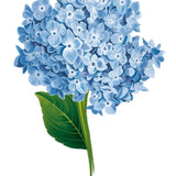 Hydrangea Card - FreshCut Paper