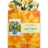 Mini English Daffodil