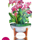 Mini Orchid Oasis